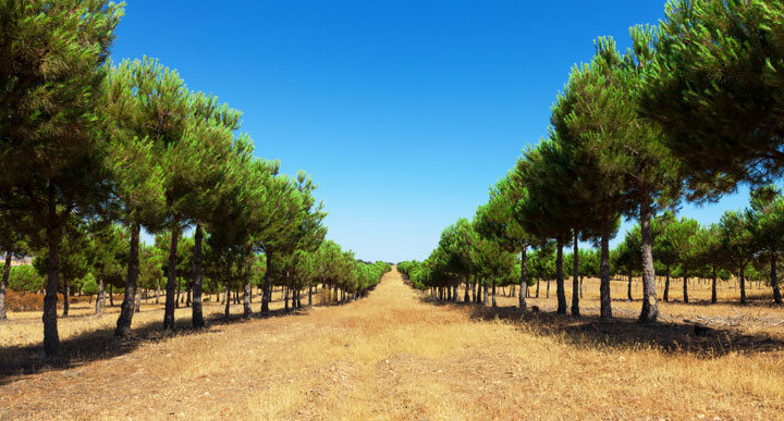 EverGreen Content – What is it and how will it improve your rankings?